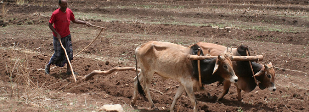 wheat-field-preparation-img